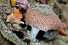 Echinoderma asperum (Spitzschuppiger Stachelschirmling)