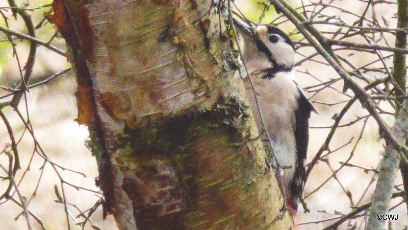 Greater Spotted Woodpecker