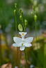 Calopogon tuberosus (Common Grass-pink orchid) forma albiflorus