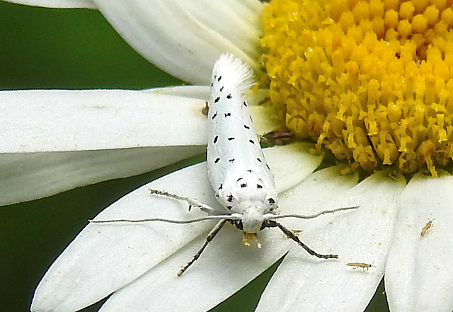 20210722 1875CPw [D~LIP] Pfaffenhütchen-Gespinstmotte (Yponomeuta cagnagella), Wiesen-Margarite (Lucanthemum Vulgare agg), Bad Salzuflen