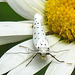 20210722 1875CPw [D~LIP] Pfaffenhütchen-Gespinstmotte (Yponomeuta cagnagella), Wiesen-Margarite (Lucanthemum Vulgare agg), Bad Salzuflen