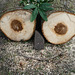 Holz-Auge