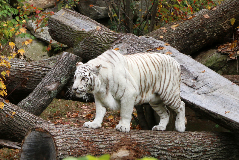 White tiger