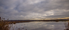 From reedbed hide