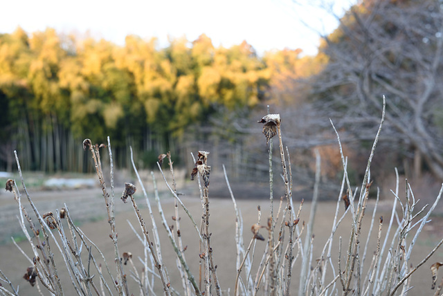 Dry hydrangea