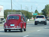 Maroon Beetle - 25 January 2016