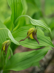 Cypripedium parviflorum var. parviflorum (Small Yellow Lady's-slipper orchid)