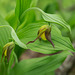 Cypripedium parviflorum var. parviflorum (Small Yellow Lady's-slipper orchid)