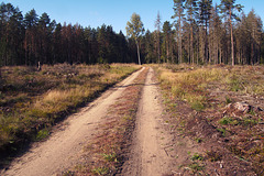 Białowieża