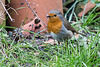 20150315 7452VRTw [D~RI] Rotkehlchen (Erithacus rubecula), Rinteln