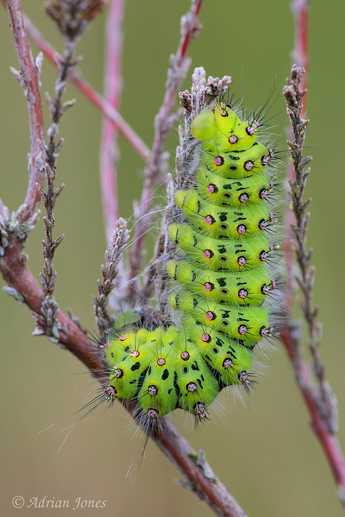 Emperor Moth Larva