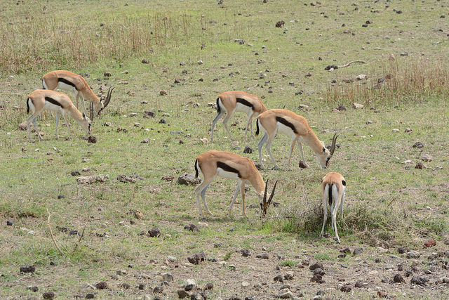 Ngorongoro, A Flock of Tompson's Gazelles
