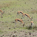 Ngorongoro, A Flock of Tompson's Gazelles