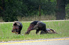 Along a busy road...