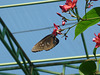 L’effet papillon