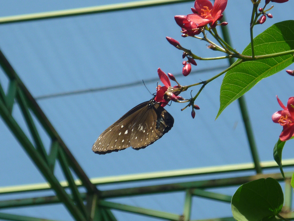 L’effet papillon
