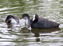 Coot and its young