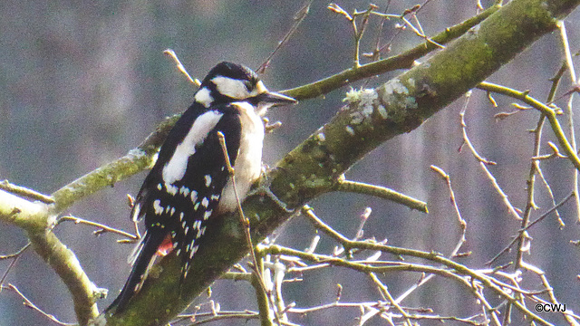 Greater Spotted Woodpecker