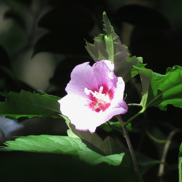 Hibiscus flower