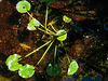 20200713 9334CPw [D~LIP] Seerose (Nymphaea pygmaea 'Rubra'), Bad Salzuflen