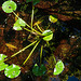 20200713 9334CPw [D~LIP] Seerose (Nymphaea pygmaea 'Rubra'), Bad Salzuflen