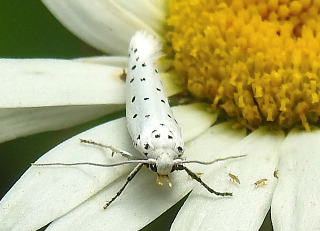 20210722 1876CPw [D~LIP] Pfaffenhütchen-Gespinstmotte (Yponomeuta cagnagella), Wiesen-Margarite (Lucanthemum Vulgare agg), Bad Salzuflen