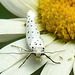 20210722 1876CPw [D~LIP] Pfaffenhütchen-Gespinstmotte (Yponomeuta cagnagella), Wiesen-Margarite (Lucanthemum Vulgare agg), Bad Salzuflen