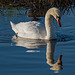 Mute swan