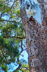 Damaged trunk.