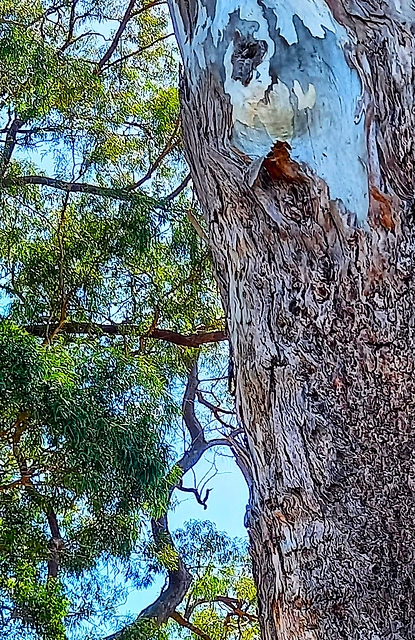 Damaged trunk.