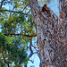 Damaged trunk.