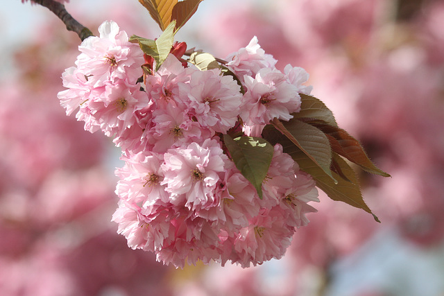 Quiet Spring
