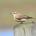 Wheatear