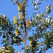 176/365 2025 Coastal Banksia