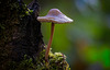Der Rosablättriger Helmling (Mycena galericulata) am Baumstamm :)) The pink-gilled bonnet mushroom (Mycena galericulata) on the tree trunk :)) Le champignon à lamelles roses (Mycena galericulata) sur le tronc d'arbre :))