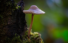 Der Rosablättriger Helmling (Mycena galericulata) am Baumstamm :)) The pink-gilled bonnet mushroom (Mycena galericulata) on the tree trunk :)) Le champignon à lamelles roses (Mycena galericulata) sur le tronc d'arbre :))