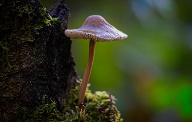 Der Rosablättriger Helmling (Mycena galericulata) am Baumstamm :)) The pink-gilled bonnet mushroom (Mycena galericulata) on the tree trunk :)) Le champignon à lamelles roses (Mycena galericulata) sur 