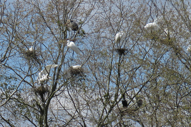 Rookery