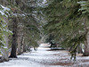 Avenue of trees at Baker Park