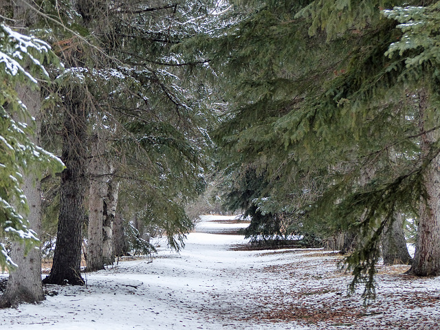 Avenue of trees at Baker Park