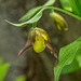 Cypripedium parviflorum var. parviflorum (Small Yellow Lady's-slipper orchid)