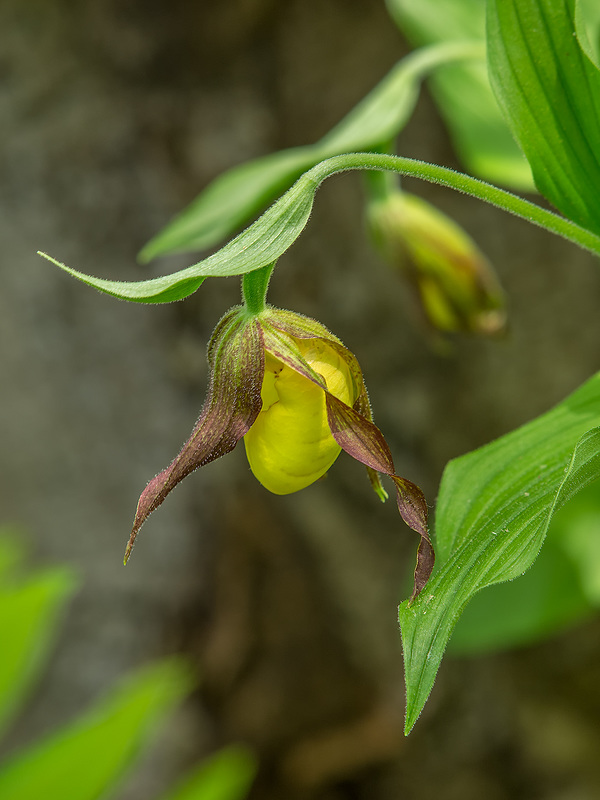 Cypripedium parviflorum var. parviflorum (Small Yellow Lady's-slipper orchid)