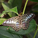 Eifalia Schmetterlingsgarten DSC00519