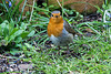 20150315 7454VRTw [D~RI] Rotkehlchen (Erithacus rubecula), Rinteln