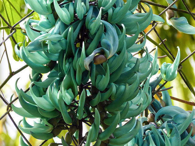 Jade Vine, on way to Manzanilla Beach