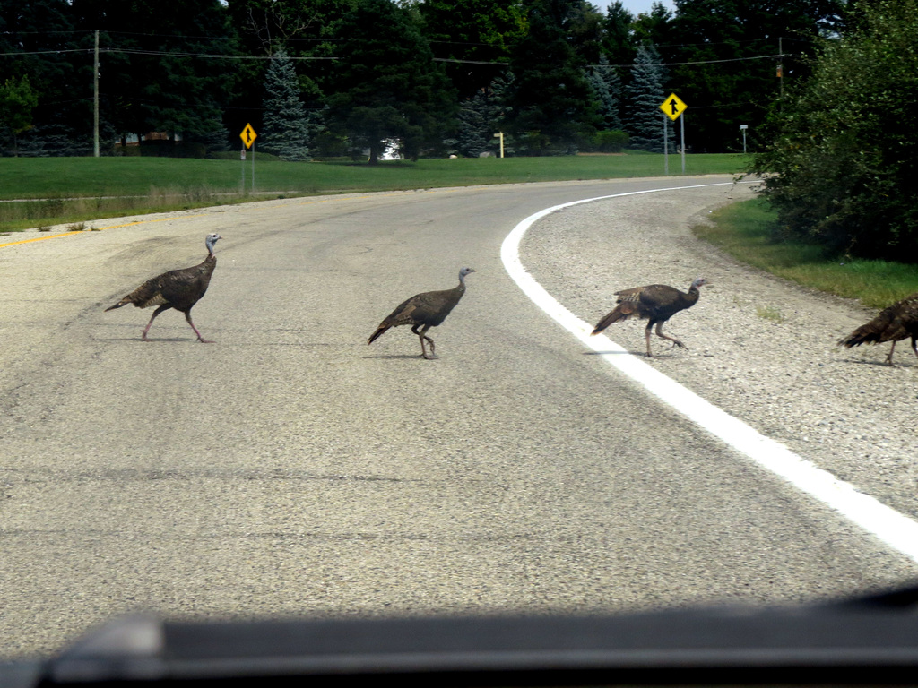 The Turkey Parade