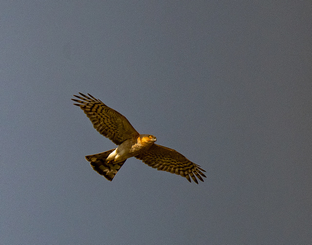 Sparrowhawk in flight