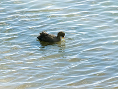 Coot dabbling