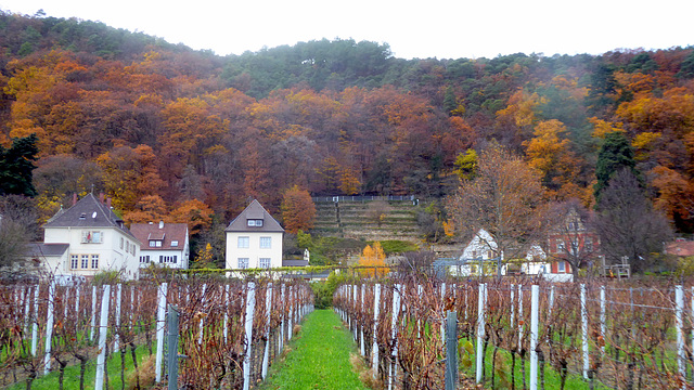 Neustadt-Haardt - Weinberge und Herbstwald