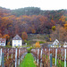 Neustadt-Haardt - Weinberge und Herbstwald